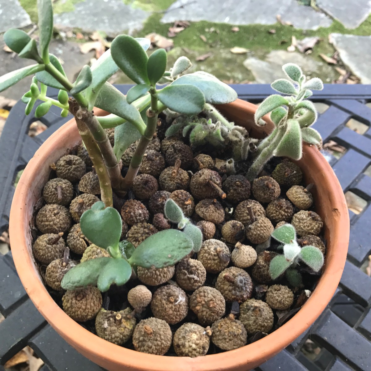 10-Minute Garden Fix: Acorn Caps as&nbsp;Mulch