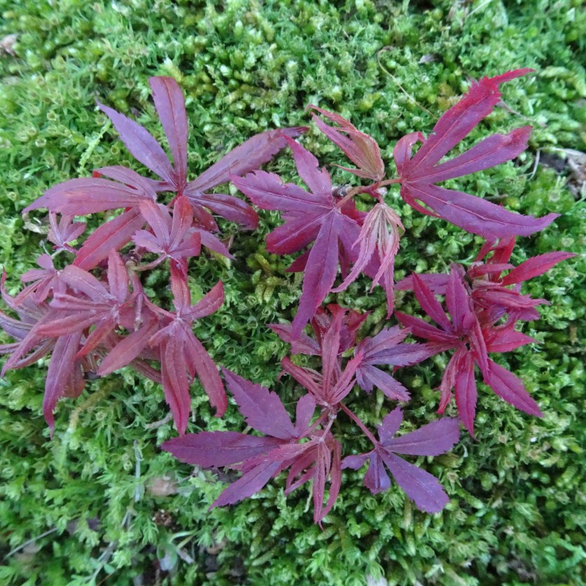 (c) Terri Robertson, T's Southern Garden, 2018