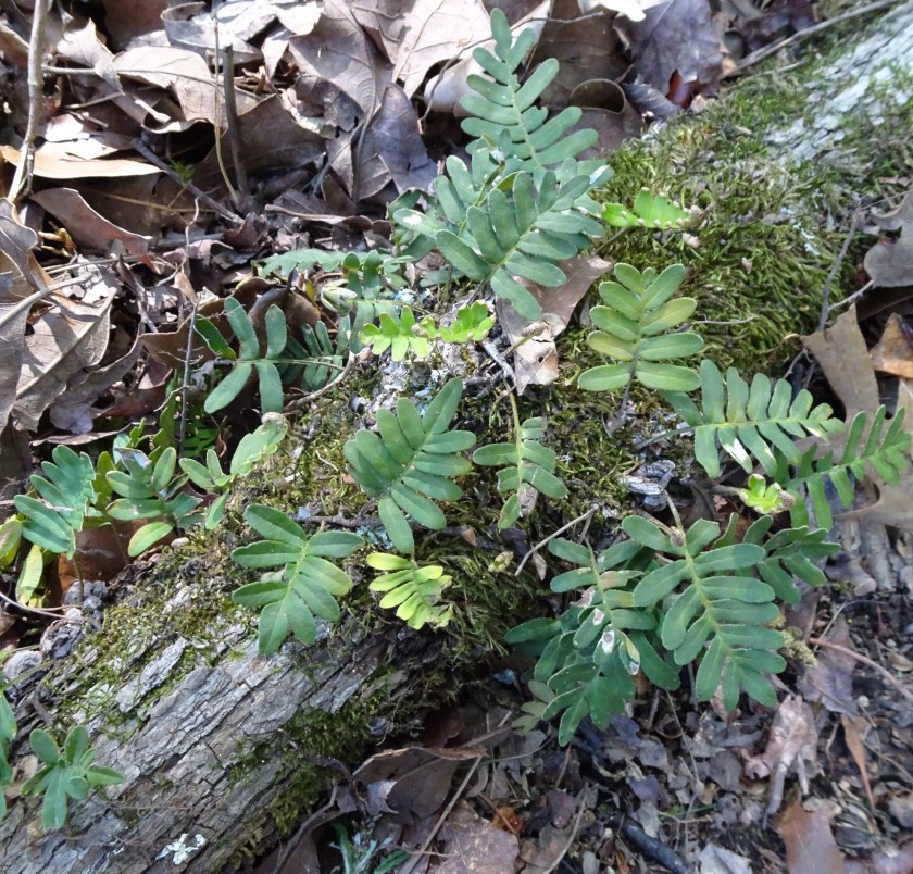 (c) Terri Robertson, T's Southern Garden, 2018