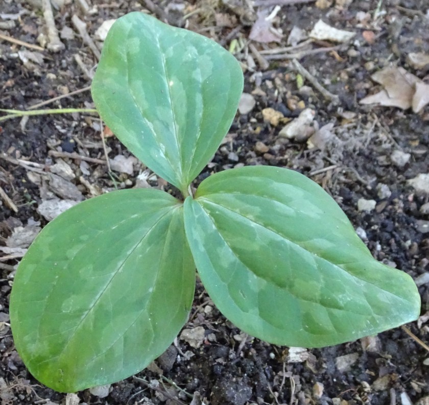 (c) Terri Robertson, T's Southern Garden, 2018