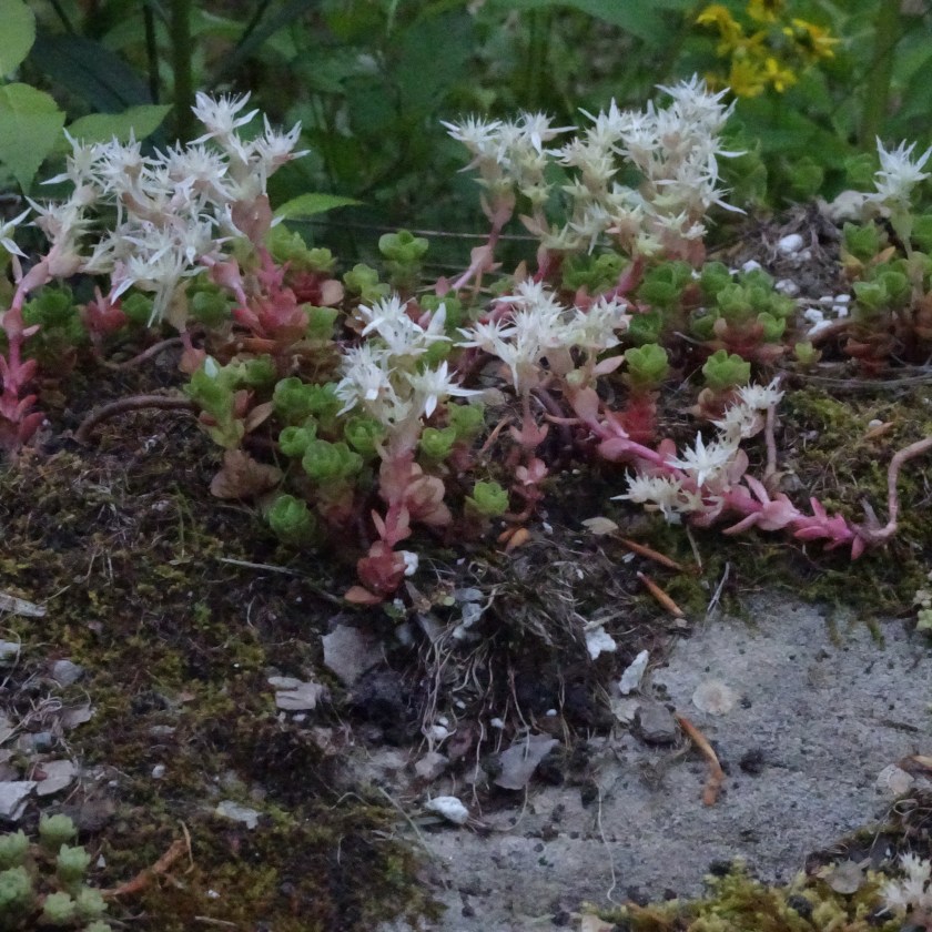 (c) Terri Robertson, T's Southern Garden, 2018