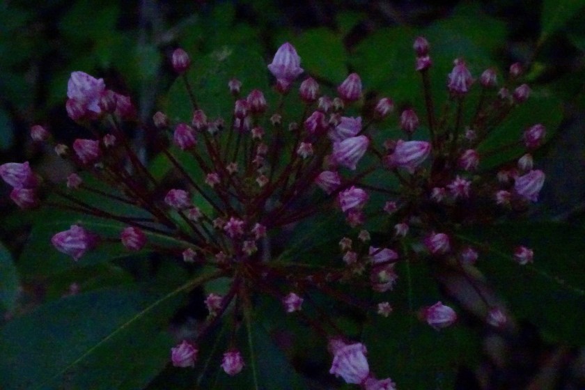 (c) Terri Robertson, T's Southern Garden, 2018