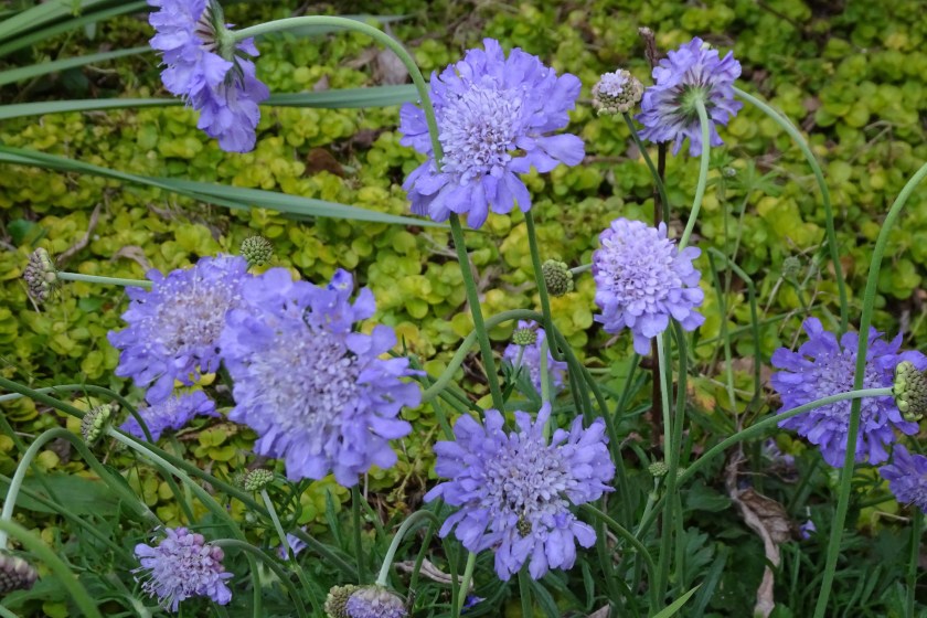 (c) Terri Robertson, T's Southern Garden, 2018