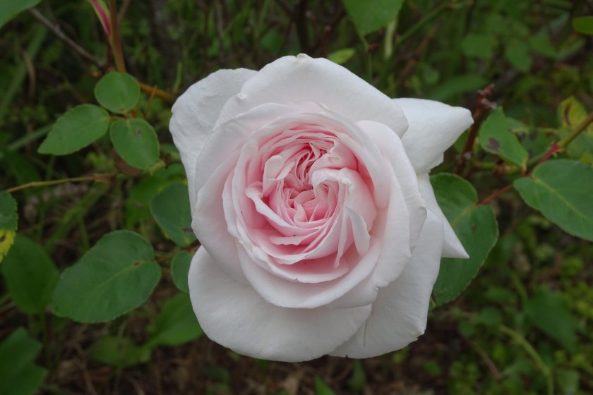 (c) Terri Robertson, T's Southern Garden, 2018