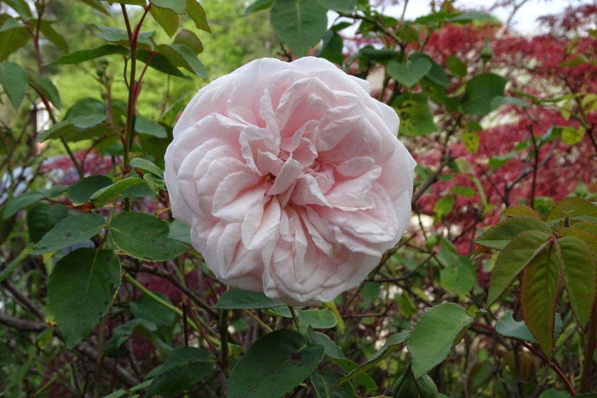 (c) Terri Robertson, T's Southern Garden, 2018