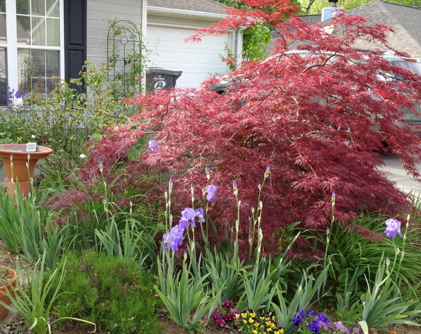 (c) Terri Robertson, T's Southern Garden, 2018