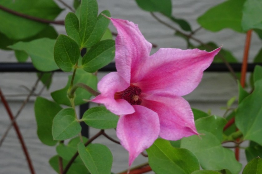 (c) Terri Robertson, T's Southern Garden, 2018