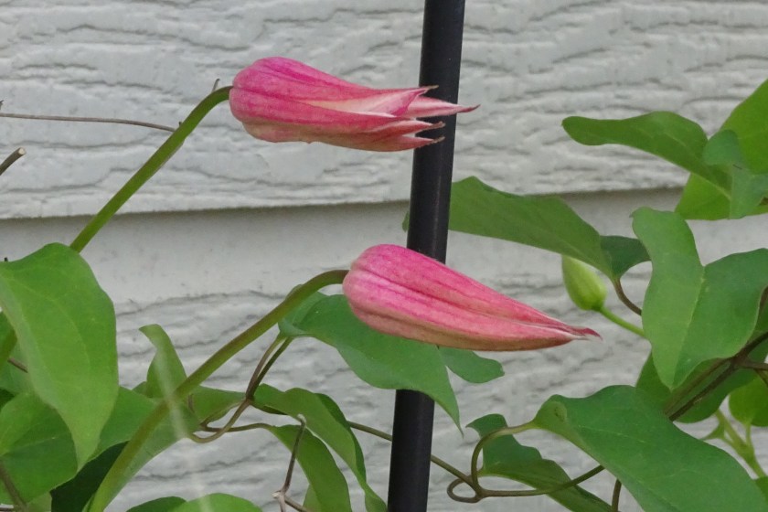 (c) Terri Robertson, T's Southern Garden, 2018