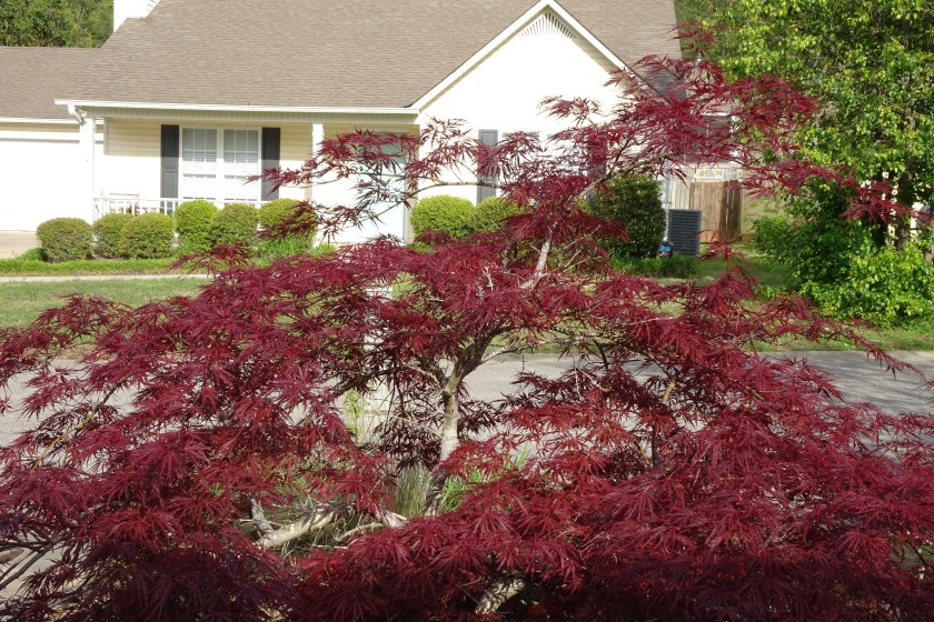 (c) Terri Robertson, T's Southern Garden, 2018