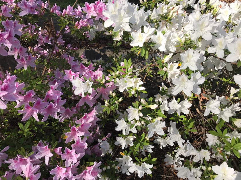 (c) Terri Robertson, T's Southern Garden