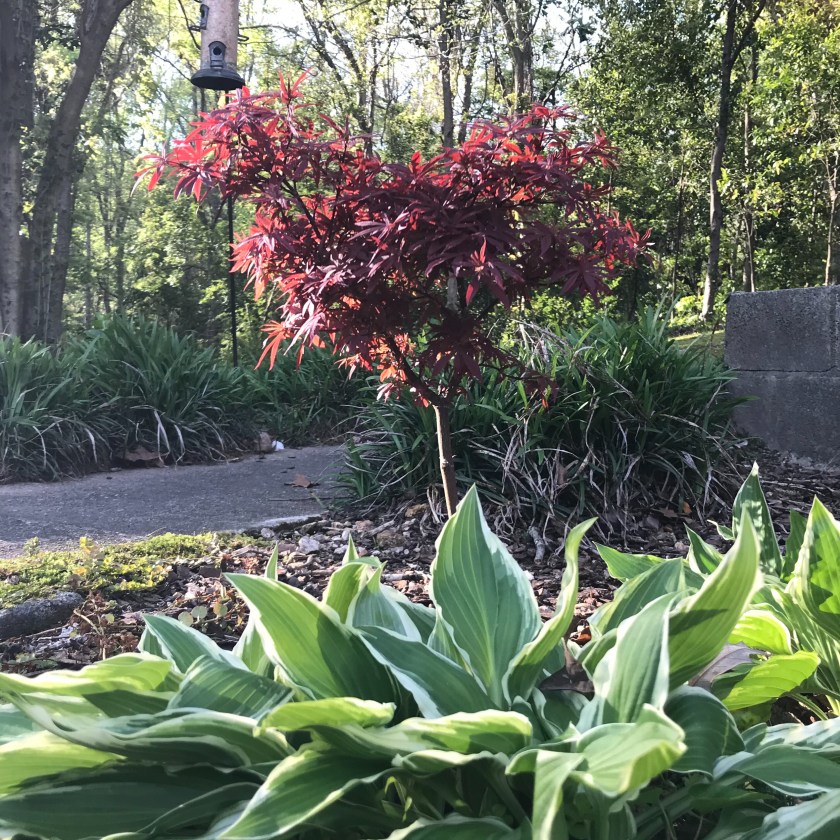 (c) Terri Robertson, T's Southern Garden, 2018