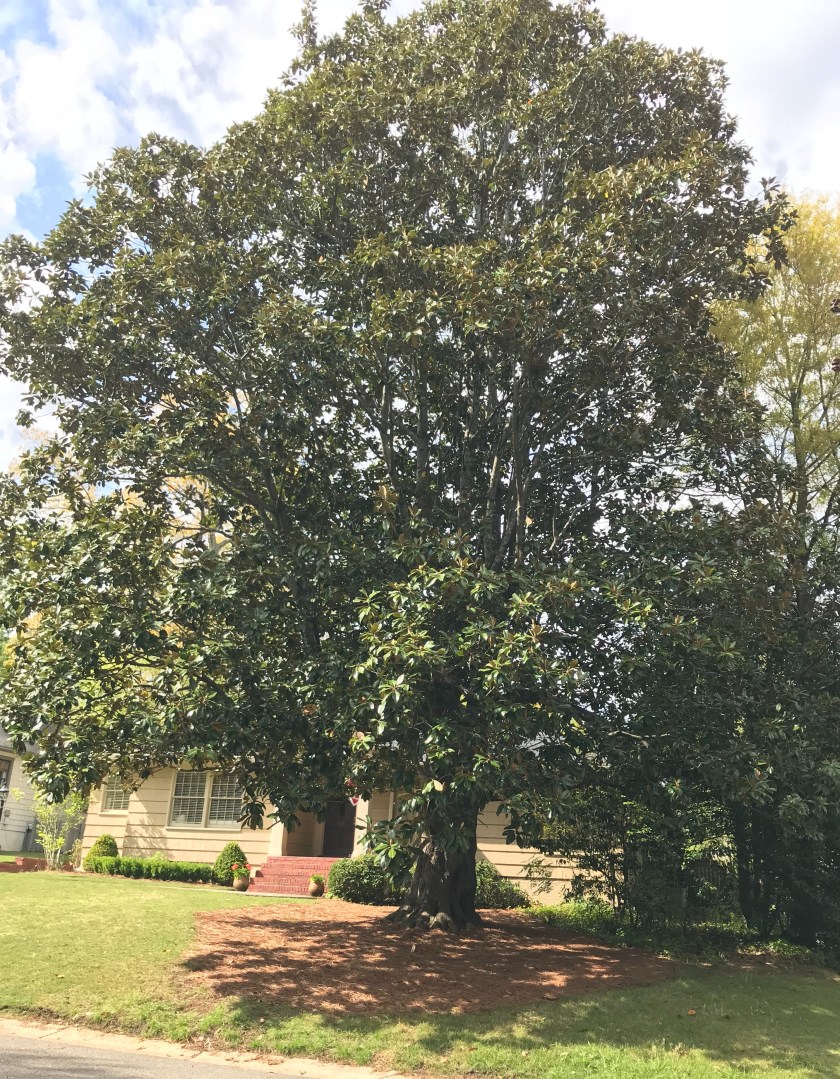 (c) Terri Robertson, T's Southern Garden, 2018