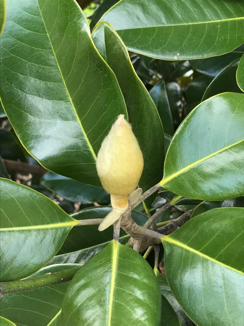 (c) Terri Robertson, T's Southern Garden, 2018