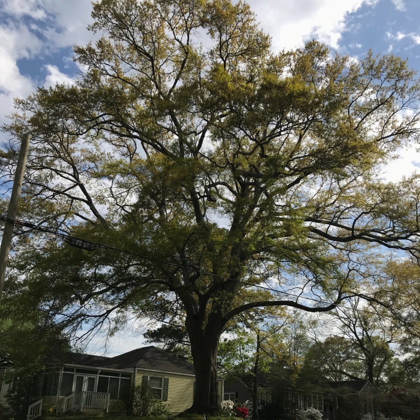 (c) Terri Robertson, T's Southern Garden, 2018