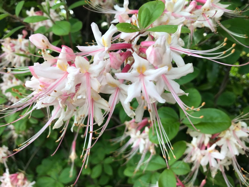 (c) Terri Robertson, T's Southern Garden, 2018