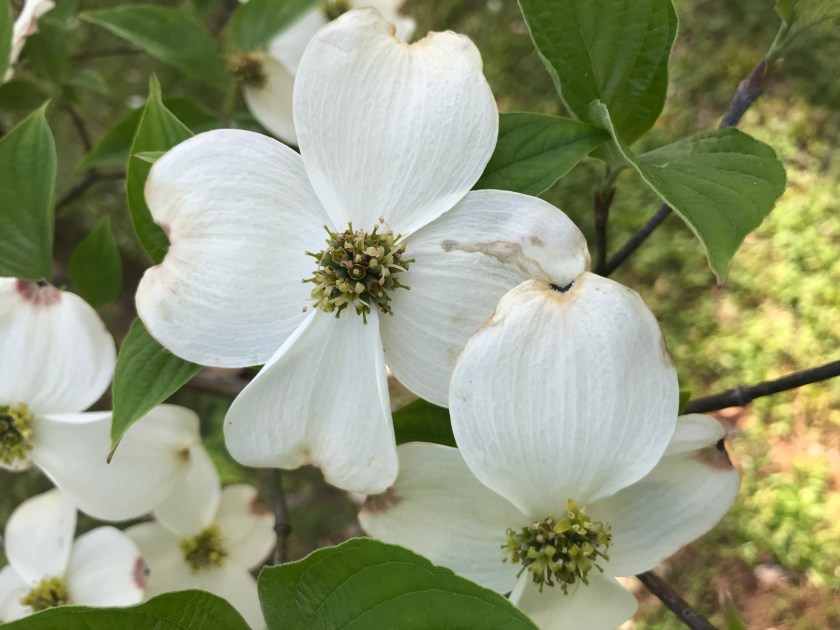 (c) Terri Robertson, T's Southern Garden, 2018