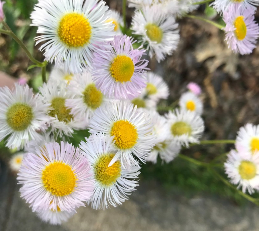 (c) Terri Robertson, T's Southern Garden, 2018