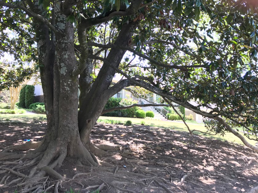 (c) Terri Robertson, T's Southern Garden, 2018