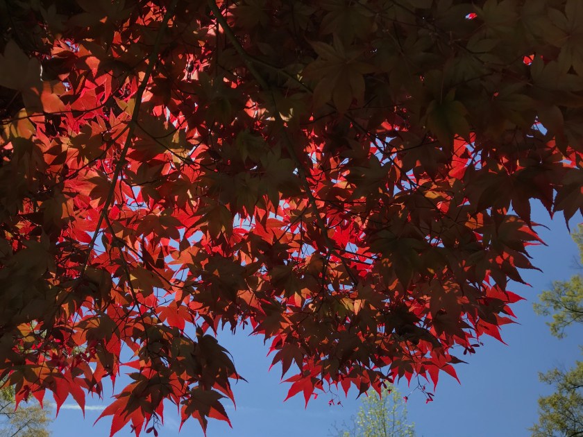 (c) Terri Robertson, T's Southern Garden, 2018