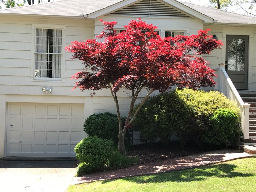 (c) Terri Robertson, T's Southern Garden, 2018