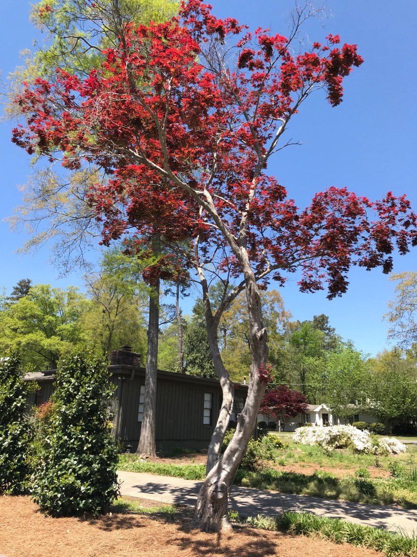 (c) Terri Robertson, T's Southern Garden, 2018