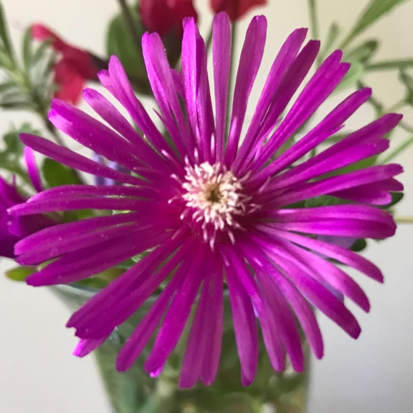 (c) Terri Robertson, T's Southern Garden, 2018