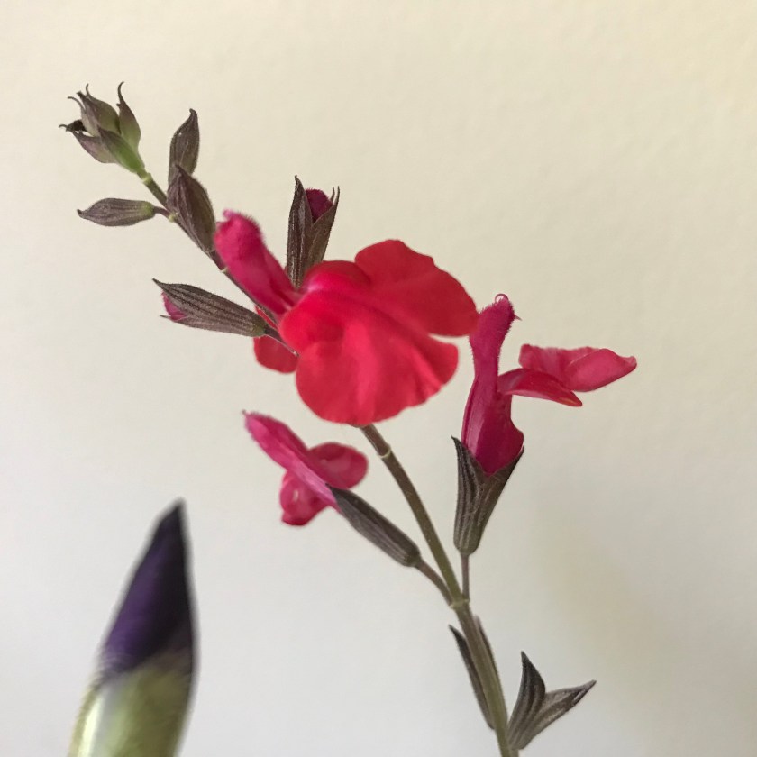 (c) Terri Robertson, T's Southern Garden, 2018