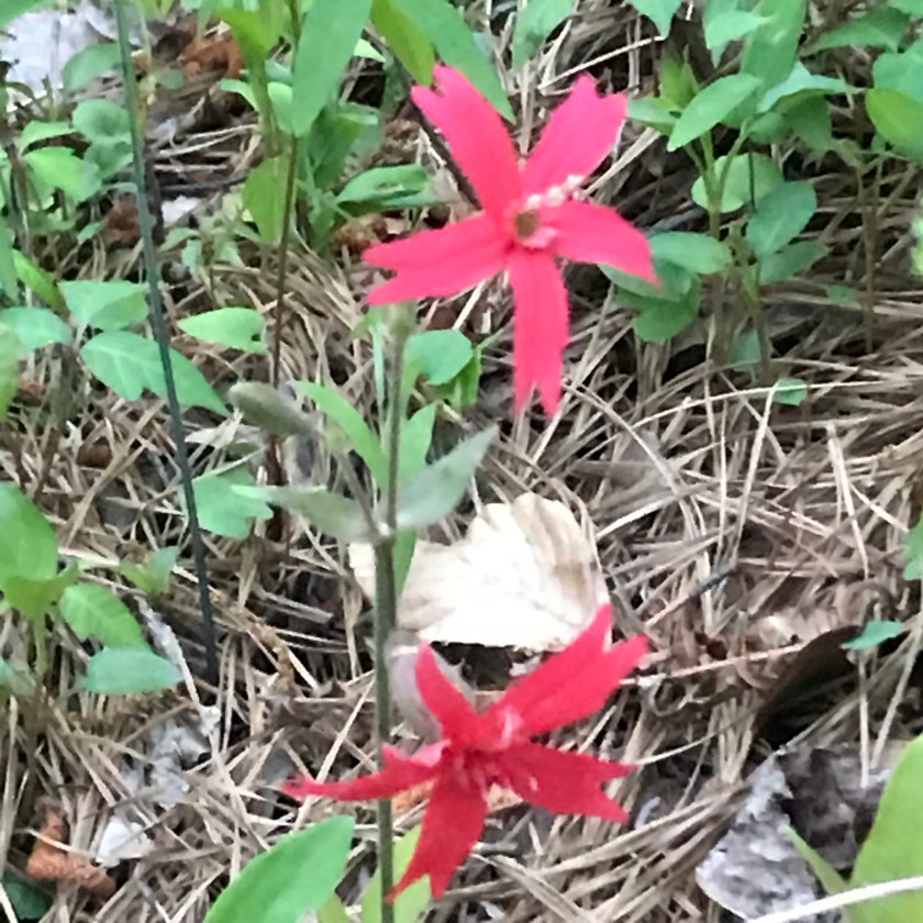 (c) Terri Robertson, T's Southern Garden, 2018