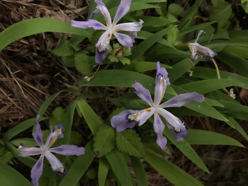 (c) Terri Robertson, T's Southern Garden, 2018