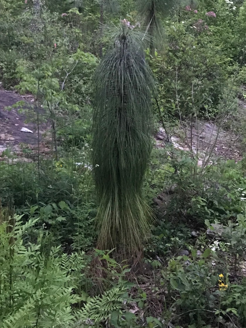 (c) Terri Robertson, T's Southern Garden, 2018