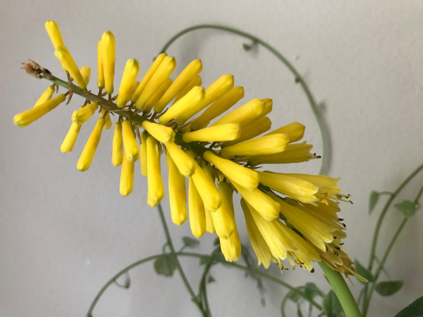 (c) Terri Robertson, T's Southern Garden, 2018