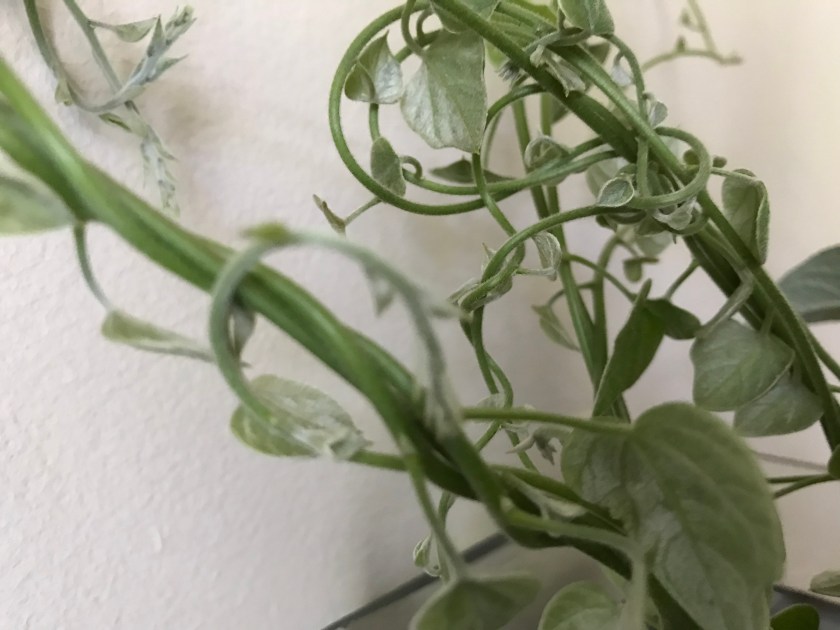 (c) Terri Robertson, T's Southern Garden, 2018