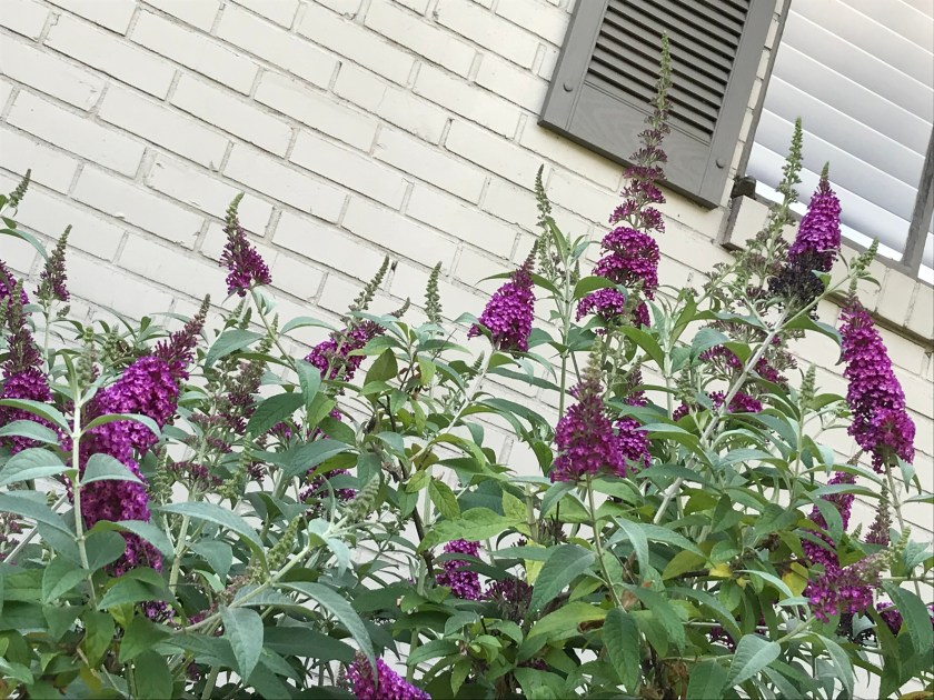 (c) Terri Robertson, T's Southern Garden, 2018