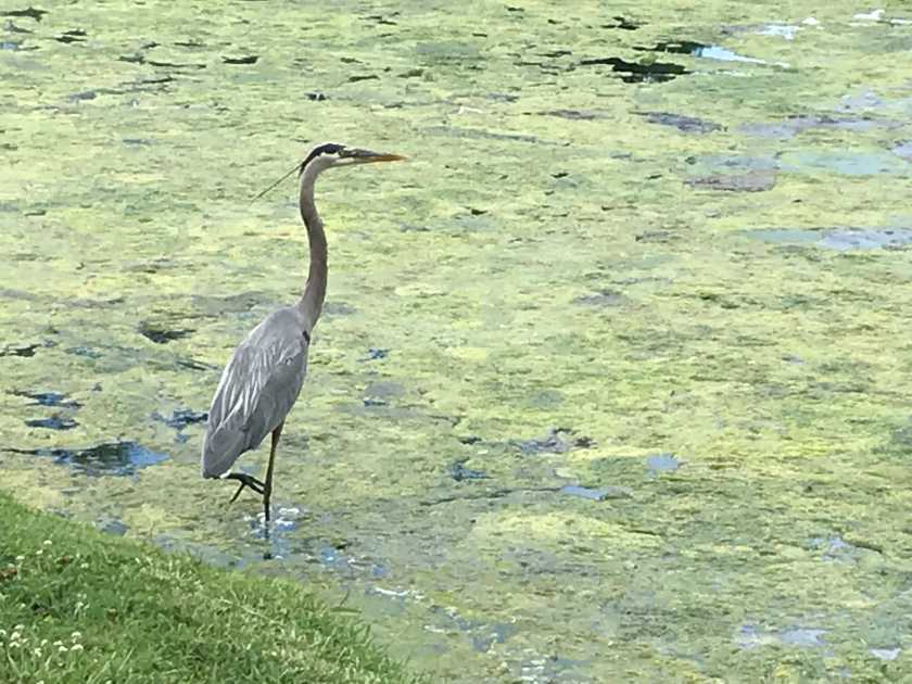 (c) Terri Robertson, T's Southern Garden Blog, Avondale Park, Birmingham, Alabama, blue heron