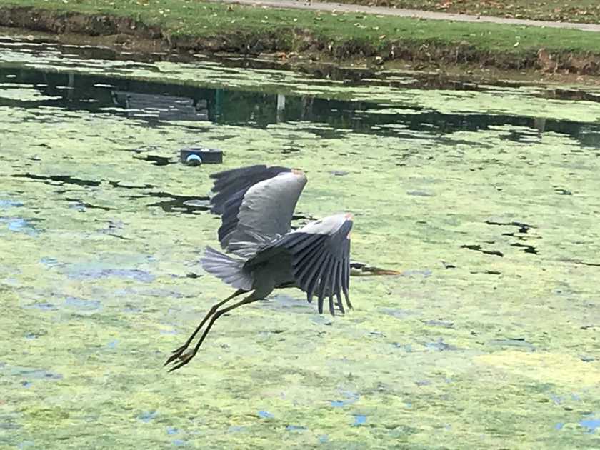 (c) Terri Robertson, T's Southern Garden Blog, Avondale Park, Birmingham, Alabama, blue heron