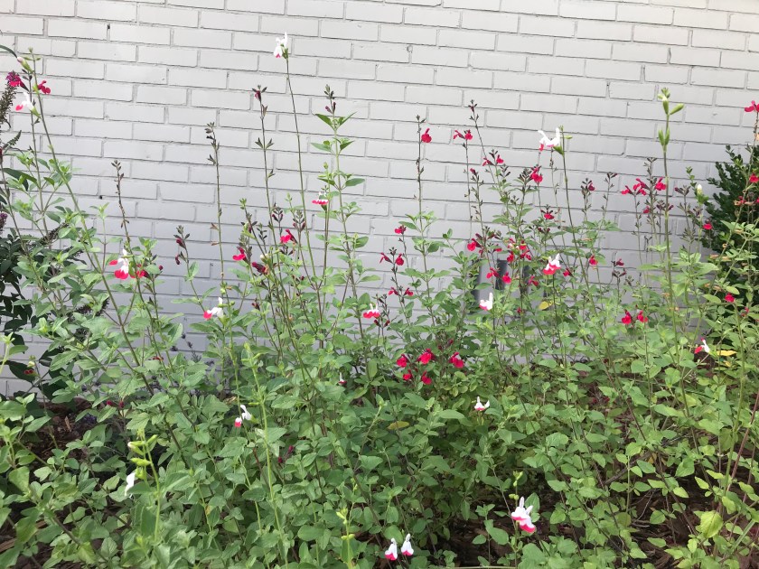 (c) Terri Robertson, T's Southern Garden, 2018