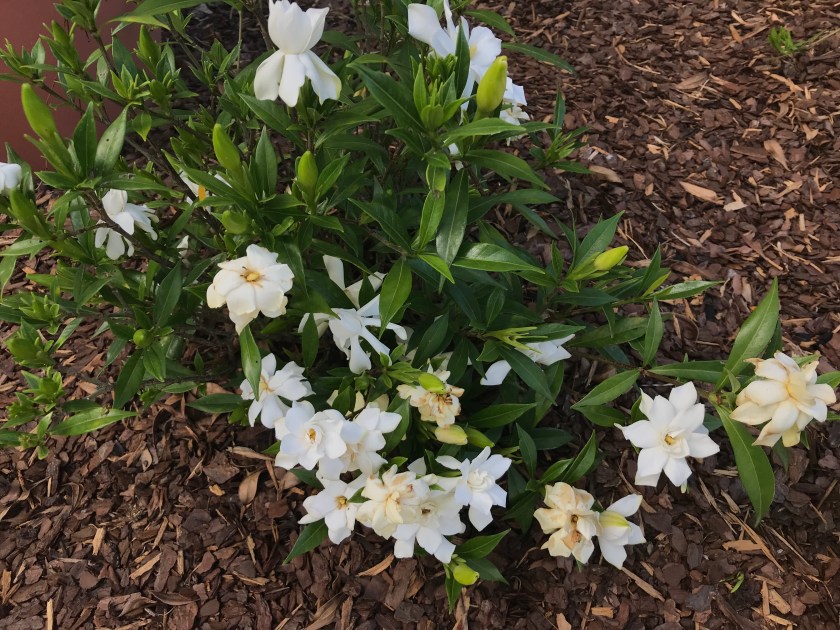 (c) Terri Robertson, T's Southern Garden, 2018