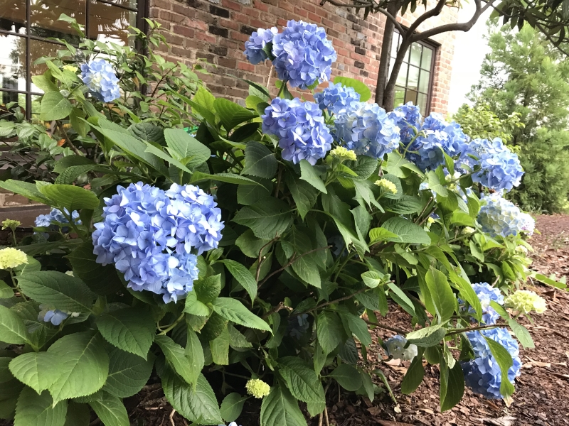 (c) Terri Robertson, T's Southern Garden Blog 2018
