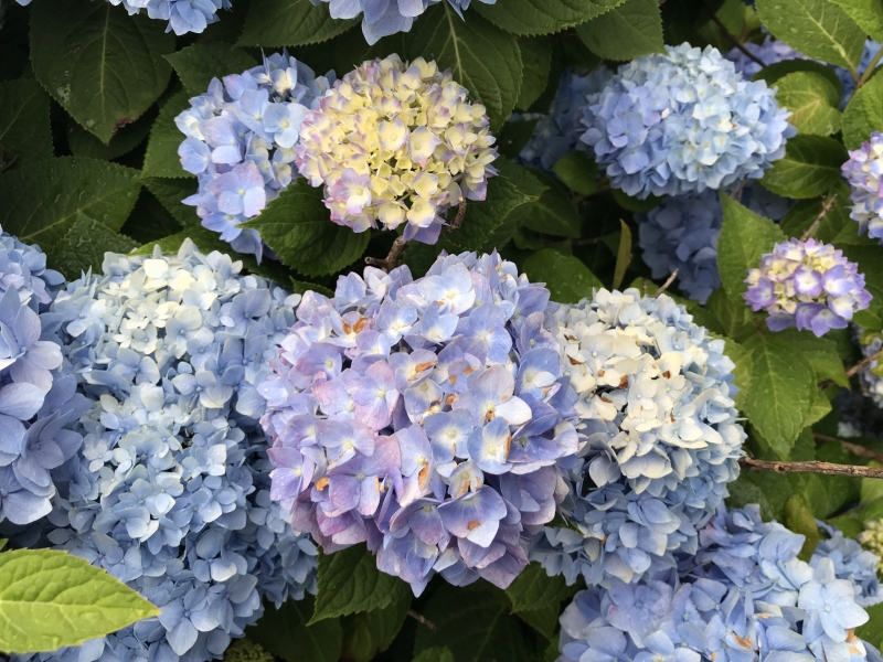 (c) Terri Robertson, T's Southern Garden Blog 2018