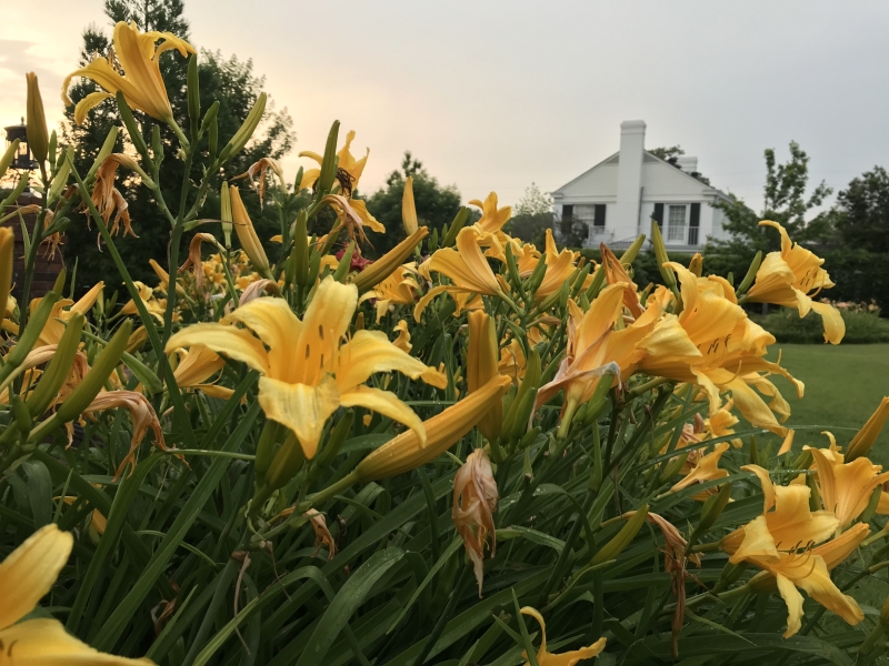 (c) Terri Robertson, T's Southern Garden Blog 2018