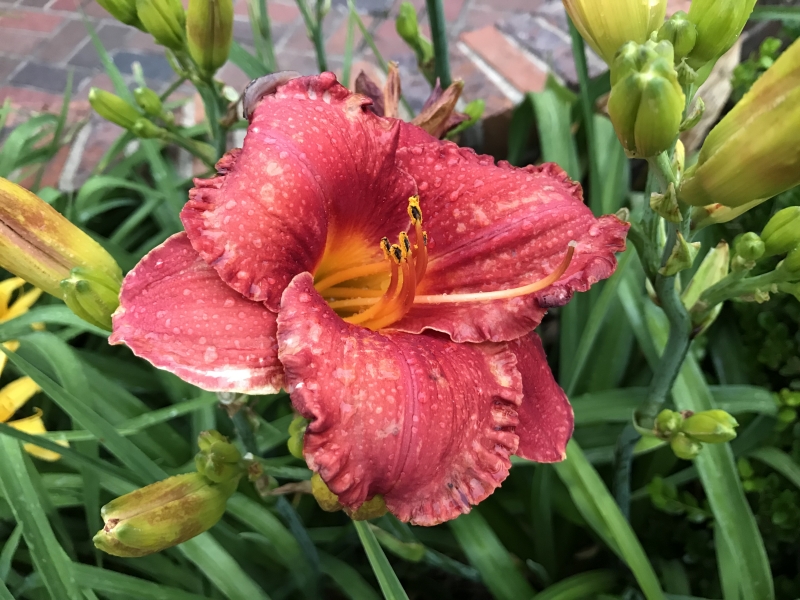 (c) Terri Robertson, T's Southern Garden Blog 2018