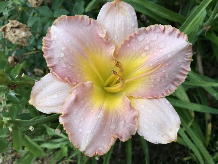 (c) Terri Robertson, T's Southern Garden Blog 2018