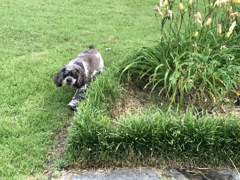 (c) Terri Robertson, T's Southern Garden Blog 2018