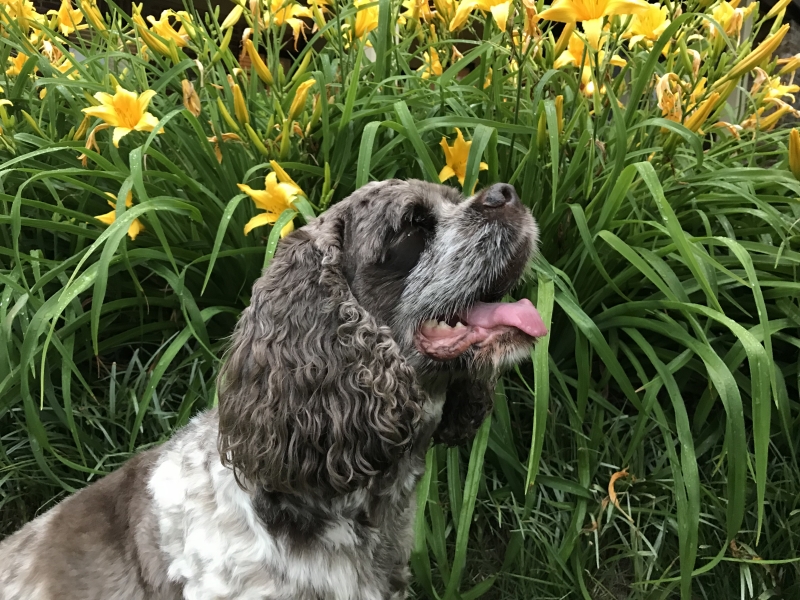 (c) Terri Robertson, T's Southern Garden Blog 2018