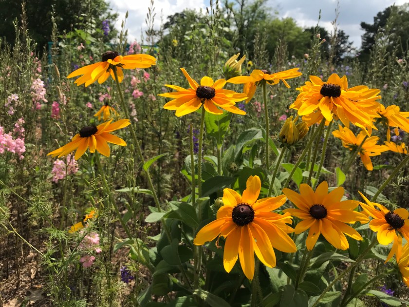 (c) Terri Robertson, T's Southern Garden 2018