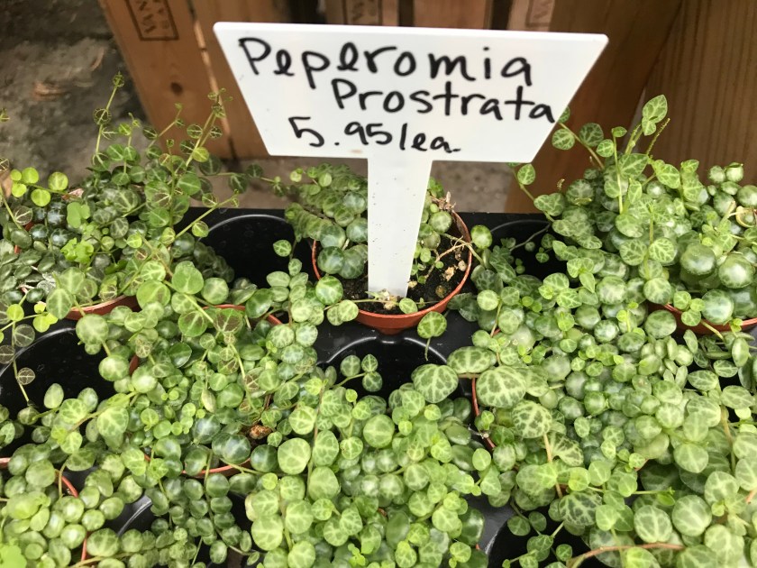 (c) Terri Robertson, T's Southern Garden 2018