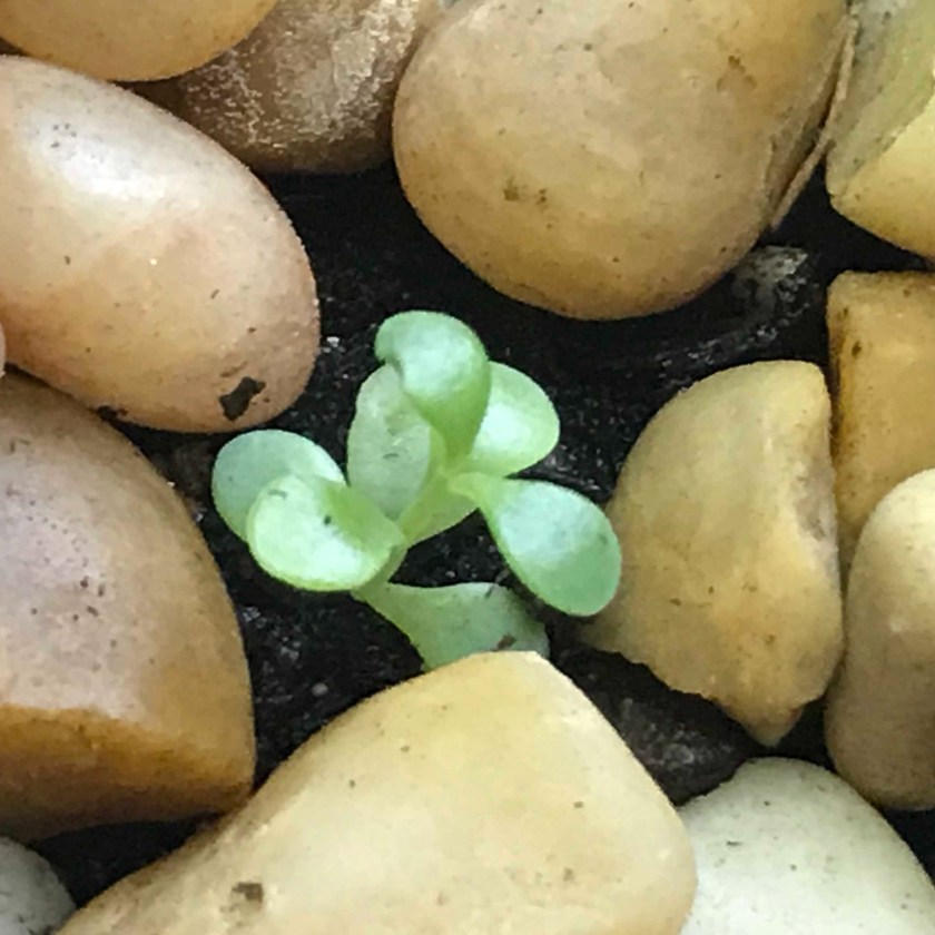 (c) Terri Robertson, T's Southern Garden 2018