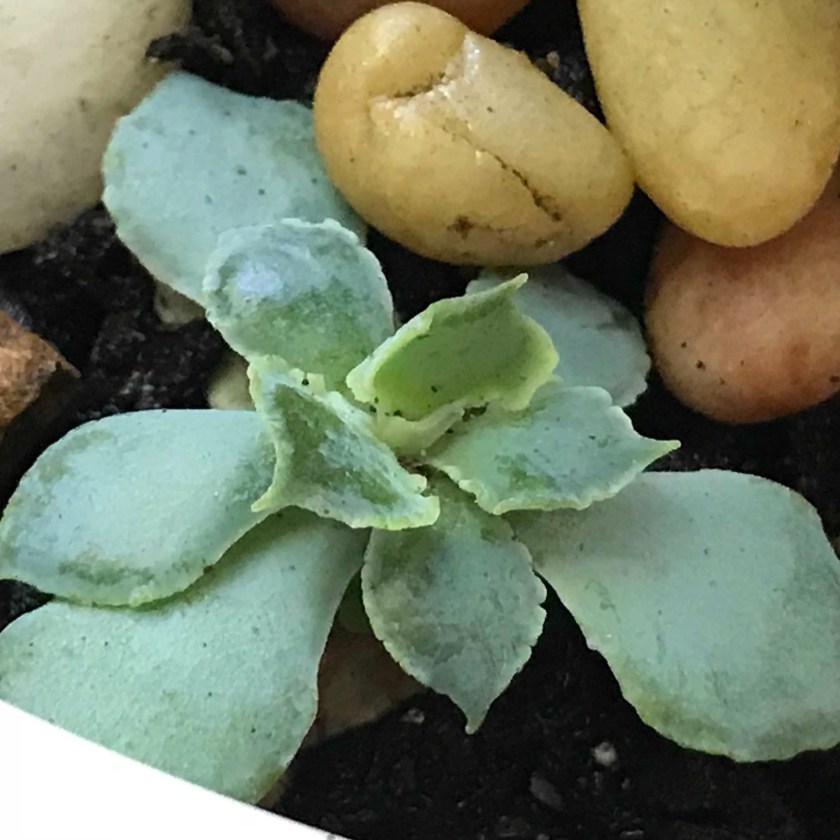 (c) Terri Robertson, T's Southern Garden 2018