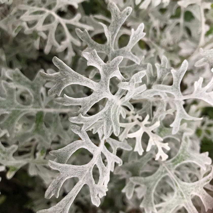 (c) Terri Robertson, T’s Southern Garden 2018