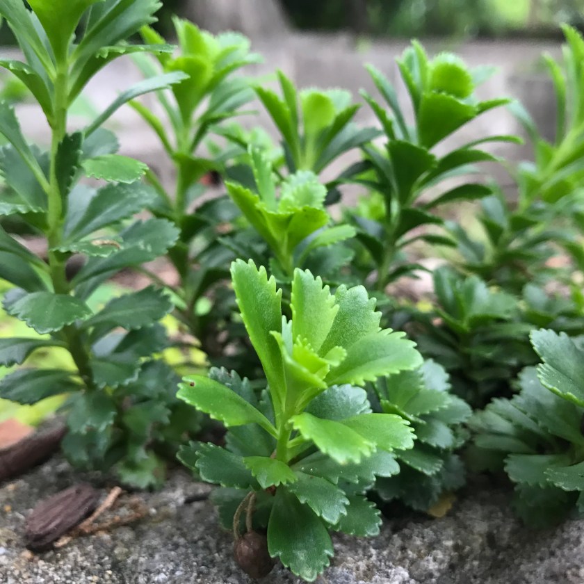 (c) Terri Robertson, T’s Southern Garden 2018